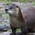 Profile Picture of Jake (@OtterNamedHuck) on Twitter