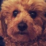 Profile Picture of Rusty Alexander Ferry🐩 (@rusty_furry) on Instagram