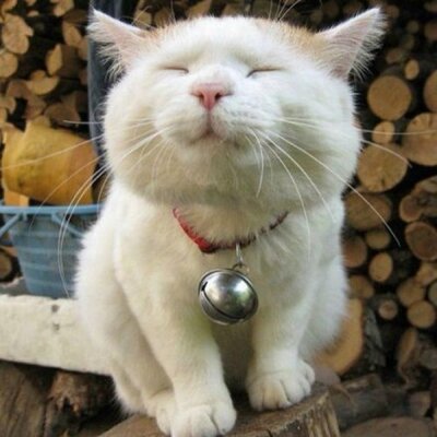 Profile Picture of Fiona Zhao (@ifiona_z) on Twitter