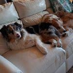 Profile Picture of Austin Sneed (@mabellefodev2019) on Instagram