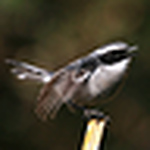 Profile Picture of Liam Gallagher (@bird xplorer) on Flickr