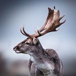 Profile Picture of Jamie Gough (@jamiegoughwildlife) on Instagram