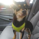 Profile Picture of Rocky Alvarez (@rocky_paws36) on Instagram