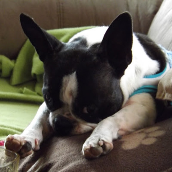 Profile Picture of Jacques Perreault (@sejache) on Poshmark