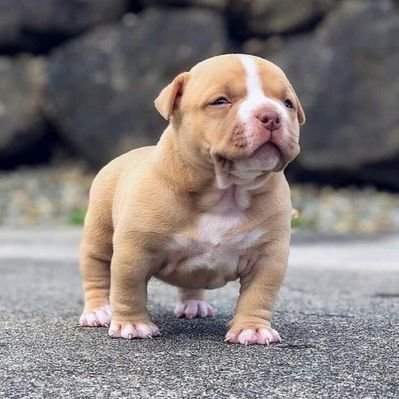 Profile Picture of Bass_D (@DanielMphahlele) on Twitter