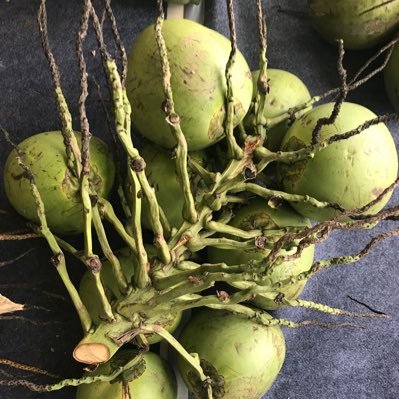 Profile Picture of Steven Naccarato (@NaccaratoSteven) on Twitter