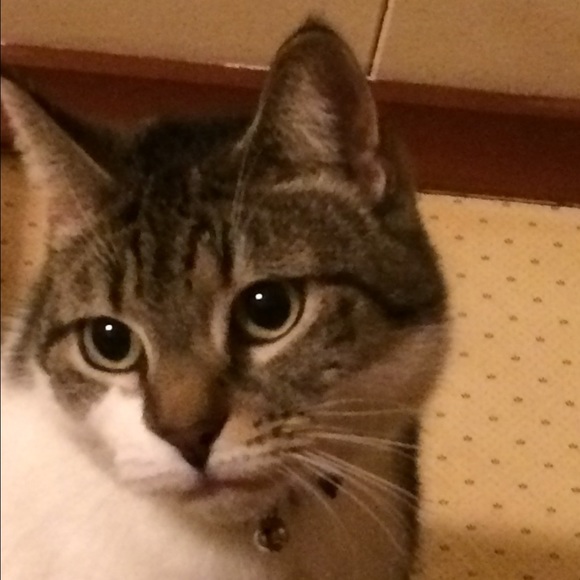 Profile Picture of Laurie Schmeer (@fashionista1965) on Poshmark