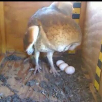 Celeste Mark - Twitter Profile Picture of Celeste Mark (@birdgirl1107) on Twitter