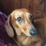 Profile Picture of Joshua Gerhardt (@joshua43572) on Instagram