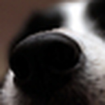 Profile Picture of Chris Hall (@chrishall1971) on Flickr