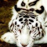 Michael Lynes - Instagram Profile Picture of Michael Lynes (@michael.lynes.737) on Instagram