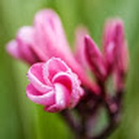 Profile Picture of Jasmine Forestal (@jasmine-forestal) on Quora