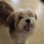 Profile Picture of Koda Bernard Ramirez (@koda.thedog) on Instagram