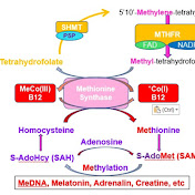 Profile Picture of Understanding B12 Deficiency Dr Greg Russell-Jones (@understandingb12deficiencyGRJ) on Youtube