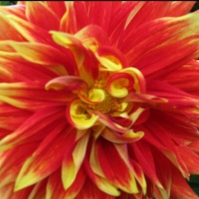 Ria James-Robitsch - Twitter Profile Picture of Ria James-Robitsch (@rimajaro) on Twitter