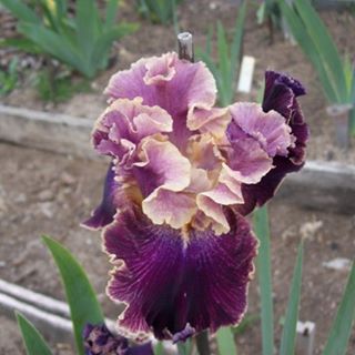 Julia Hallam - Facebook Profile Picture of Julia Hallam (@julia.hallam.5) on Facebook