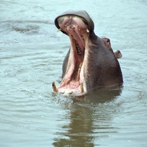 Profile Picture of Luca Sebastiani (@194335787) on Myspace