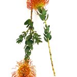 Profile Picture of Alison Week (@alisonweek) on Instagram