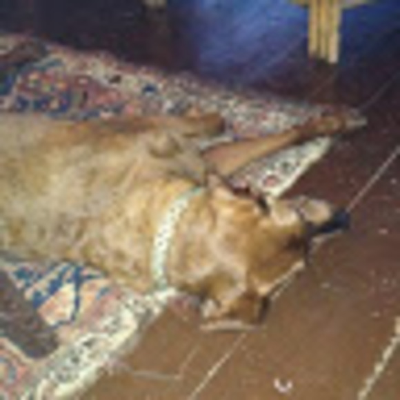 Profile Picture of Cameron Micheletti (@cameronmichelet) on Poshmark