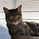 Profile Photo of Franklin Albert (@franklinthecatdog) on Instagram