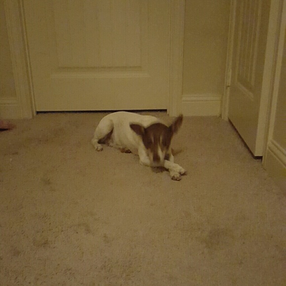 Profile Picture of Darla Tombaugh (@wolverette) on Poshmark