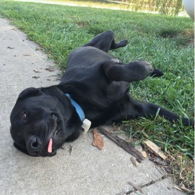 Profile Picture of Tom Wardell (@TomWardell1) on Twitter