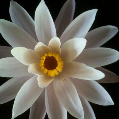 Profile Picture of Masako Ota (@EsalenCranio) on Twitter