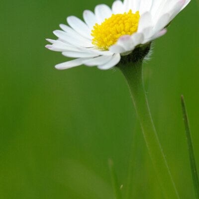 Profile Picture of Dani Carlson (@danircarlson) on Twitter