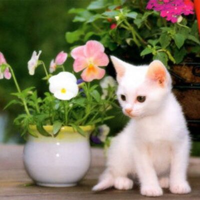 Profile Picture of [(:p)]WEe$liiiiiy (@Wesley_955) on Twitter