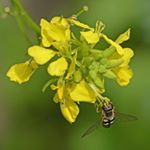 Profile Picture of steve woods (@guswoods66) on Instagram