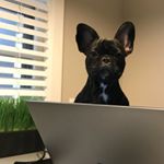 Profile Picture of Pippa (@pippa_jones_frenchie) on Instagram