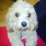 Profile Picture of Leo Croft123 (@leo_croft123) on Instagram