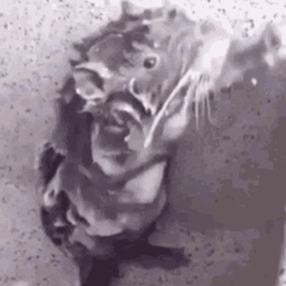 Profile Picture of Aleene Guemez (@31822) on Poshmark