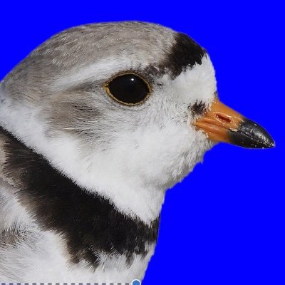 Profile Picture of Birdman_euston (@birdman_euston) on Twitter