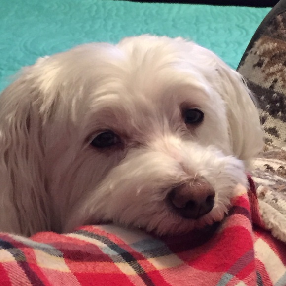 A Bazen - Poshmark Profile Picture of A Bazen (@mirdh32) on Poshmark