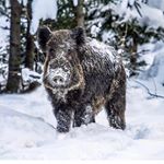 Profile Picture of lajunie robin (@chasseur24_dordogne) on Instagram