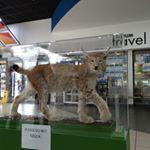 Profile Picture of Joe Henley (@gingerwrestler1946) on Instagram