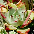 Profile Picture of Echeveria agavoideson Wikipedia