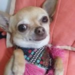 Profile Picture of PAULA CAZARES (@paulina_cervantes19) on Instagram