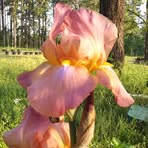 Profile Picture of Reta Harris (@reta.harris.984) on Facebook