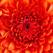 Profile Picture of Chris Willingham (@rkwalsh407) on Youtube