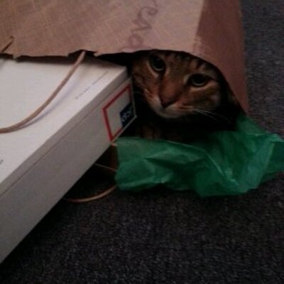 Profile Picture of Aaron Ruminski (@tomatostoic) on Twitter