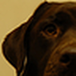 Profile Picture of P!ckle (@p!ckle) on Flickr