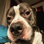 Alex Bedolla - Instagram Profile Picture of Alex Bedolla (@alex_bedolla453) on Instagram