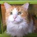 Profile Picture of Lisa Tempalski (@lisatnov) on Pinterest