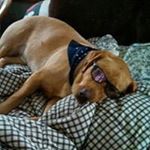 Profile Picture of Josh Pearl (@jpmd1976) on Instagram