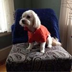 Patricia Stace - Instagram Profile Picture of Patricia Stace (@opatty245) on Instagram