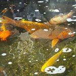 Profile Picture of Michael Pizzino (@mpizzino22) on Instagram