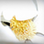 Profile Picture of Tracy Dinga (@Renee.D) on Flickr