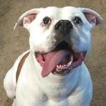 Profile Picture of Christopher Merrell (@bret_merrell) on Instagram